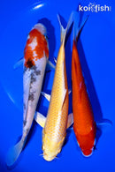 PACK OF (3) 6-7" STANDARD KOI