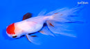 5.75" ORANDA GOLDFISH