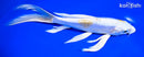8.25" DOITSU LEMON HARIWAKE BUTTERFLY