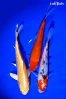 PACK OF (3) 6-7" STANDARD KOI