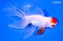5.75" ORANDA GOLDFISH