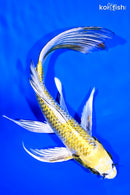 7.5" KUJAKU BUTTERFLY
