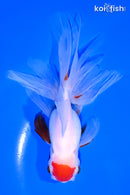 5.75" ORANDA GOLDFISH