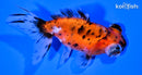 4.5" CALICO TELESCOPE FANTAIL GOLDFISH
