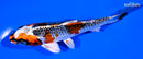 5.5" GINRIN KUJAKU