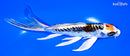 6.75" BENI KIKOKURYU BUTTERFLY