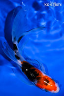 5.25" SANKE BUTTERFLY