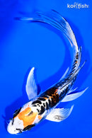 6.75" BENI KIKOKURYU BUTTERFLY