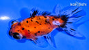 4.5" CALICO TELESCOPE FANTAIL GOLDFISH