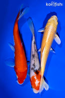 PACK OF (3) 6-7" STANDARD KOI