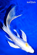 8.25" DOITSU LEMON HARIWAKE BUTTERFLY