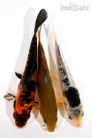 PACK OF (3) 6-7" STANDARD KOI