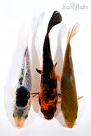 PACK OF (3) 6-7" STANDARD KOI