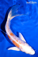 5.75" HARIWAKE BUTTERFLY