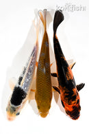 PACK OF (3) 6-7" STANDARD KOI