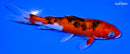 6" AKA SANKE