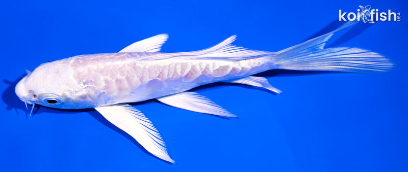 5.5" ARAGOKE PLATINUM OGON BUTTERFLY