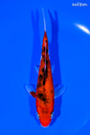 6" AKA SANKE