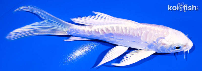 5.5" ARAGOKE PLATINUM OGON BUTTERFLY