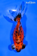 4.5" CALICO TELESCOPE FANTAIL GOLDFISH