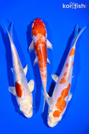 PACK OF (3) 6-7" STANDARD KOI