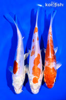 PACK OF (3) 6-7" STANDARD KOI