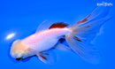 5.25" FANTAIL GOLDFISH