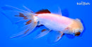 5.25" FANTAIL GOLDFISH