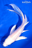 5.5" ARAGOKE PLATINUM OGON BUTTERFLY