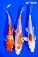 PACK OF (3) 6-7" STANDARD KOI