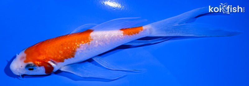 5.5" GINRIN KOHAKU BUTTERFLY