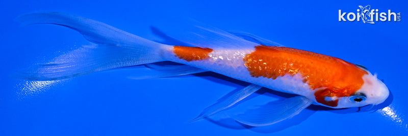 5.5" GINRIN KOHAKU BUTTERFLY