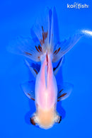 5.25" FANTAIL GOLDFISH