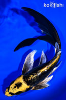 9.25" KIN KIKOKURYU BUTERFLY