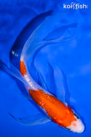 5.5" GINRIN KOHAKU BUTTERFLY