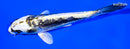 5.25" KIN KIKOKURYU