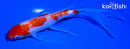 5.5" GINRIN KOHAKU BUTTERFLY