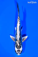 5.5" GINRIN KIKOKURYU