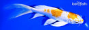 7.5" HARIWAKE BUTTERFLY