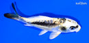 5.25" KIN KIKOKURYU