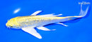 7" GINRIN YAMABUKI OGON BUTTERFLY