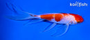 5.5" GINRIN KOHAKU BUTTERFLY