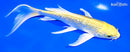 7" GINRIN YAMABUKI OGON BUTTERFLY