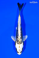 5.25" KIN KIKOKURYU