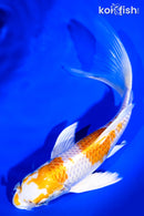 7.5" HARIWAKE BUTTERFLY