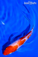 5.5" GINRIN KOHAKU BUTTERFLY