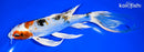 8.25" YAMATO NISHIKI BUTTERFLY