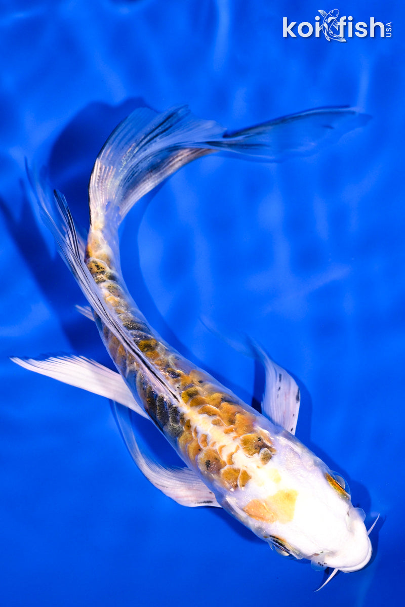 5.75" ARAGOKE HEISEI NISHIKI BUTTERFLY