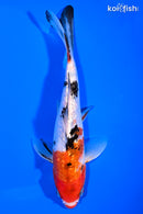 6.5" GINRIN SANKE
