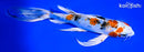 8.25" YAMATO NISHIKI BUTTERFLY